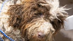 武汉不得开具增值税专用发票的七大类29种情形